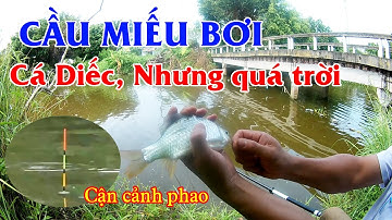 CÂU CÁ SÔNG | Gặp Đàn Chép, Diếc Giật Tê Tay