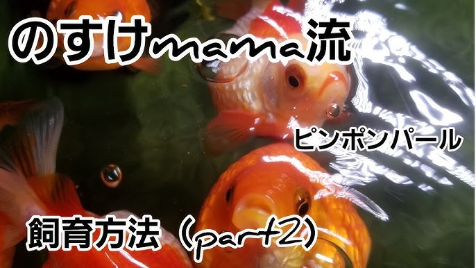 ピンポンパールの観察 アクアリウム ピンポンパール育成 餌やり Youtube