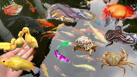 Bắt Cá Trê Lai , Cá Trắm , Cá Chép , Cá Molly , Cá Bong Bóng , Cua Quái Vật , Cá Bảy Màu , Cá Rồng