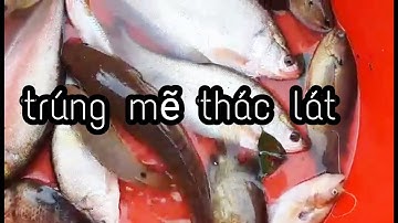 Câu Cá-Fishing,Câu Cá Thác Lát Bằng Mồi Này Cực Nhại | Vui Miền Tây Vlog