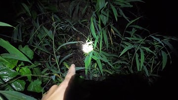 Cuộc Phiêu Lưu Săn Và Đặt Bẫy Chuột Trong Rừng - A Páo Tây Bắc