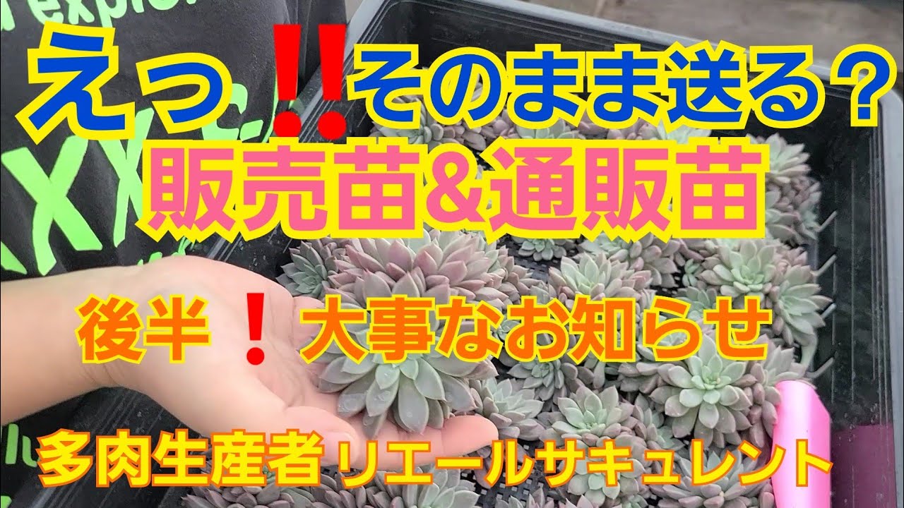 多肉植物 ガーデニング えっ そのまま送るの 通販苗 販売苗 笑 21年10月17日 Youtube