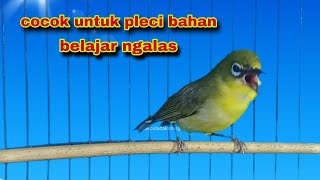 Pleci GACOR NGALAS Manggil lawan,Pancingan Pleci Cepat Ngalas Ampuh Untuk Pleci Bahan