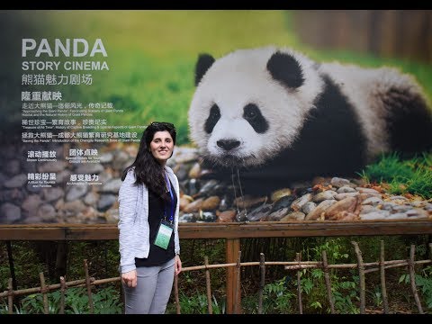 პანდების მონახულება-ქალაქი ჩენგდუ,ჩინეთი|Visiting Pandas in Chengdu,China.