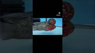 Travis Scott fish at the end?? 😆 #shorts