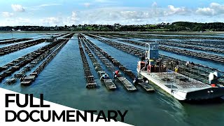 The Reality Behind Oyster Farmers | Mystery of the Oyster | ENDEVR Documentary