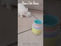 Neve sgranocchia il bastoncino di fieno 🐰🎶 | ASMR Suoni Reali