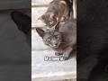 Name a song you should never play ⁉️😱😼 #catshorts #cat #funny #viralshorts