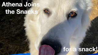 Athena the Maremma Sheepdog joining in on the Alfalfa! by Pramada Koradox 607 views 4 years ago 1 minute, 11 seconds