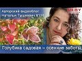 Голубика садовая – осенние заботы