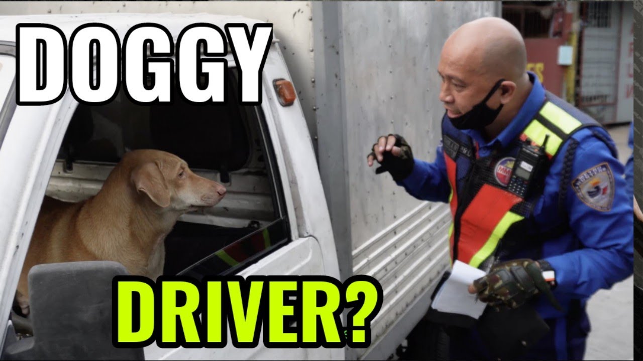 illegal barking in the Philippines YouTube