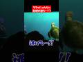 クラッシュたちに危機が迫る！？#クラッシュ #ディズニー #タートルトーク