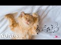 12 Hours Soothing Music for Cats 🐈 Cat TV 🌸 Peaceful Sleep Aid for Kittens
