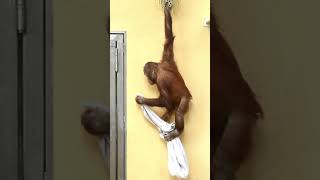 Orangutan Kendari Put on a Show with a Piece of Cloth#shorts#orangutans#funnyvideo#funnyanimals