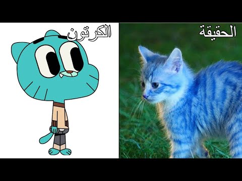 فيديو: كم سنة يعيش الببغاء في المنزل؟