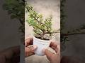 Starting a Dwarf Jade bonsai
