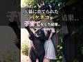 人猫に育てられた【バケネコ】が子育てした結果.. #shorts #ai #cat