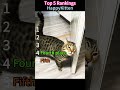 HappyKitten #funnycats #animals #catlife #cats #cute #funnyvideo #happy #kitten #joyful