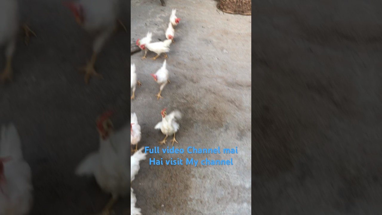 Colorful Chicks 🐥 Day 1 To 2.5 month Growth 