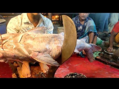 shagorer retha fish11kg - YouTube