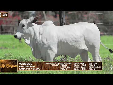 LOTE 28   7206 COL