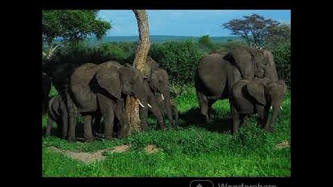 ELEPHANTS NEED FRIENDSHIP@@DRSKSINGH CHANNEL JAI SHREERAM