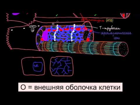 Как устроены клетки сердца