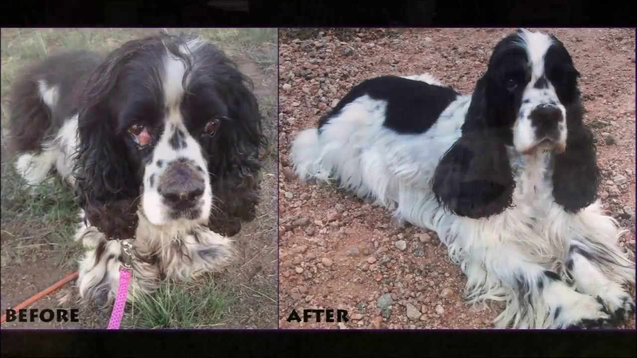 Rescued Cocker Spaniel with Severe Hip 