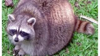 FAT RACCOON