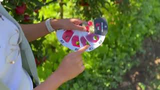 Maturity Standards For Bigbucks Flash Gala Supporting Informed Decision-Making During Harvest.