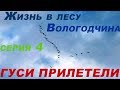 Жизнь в лесу / Вологодчина / серия 4 - Гуси прилетели