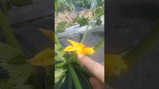 🌼 CÓMO POLINIZAR EL CALABACÍN