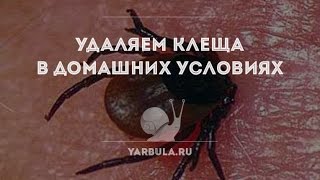 Как удалить клеща в домашних условиях