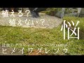 【グランドカバー】爆増するヒメイワダレソウ♪植える？植えない？5ヶ月間の成長に密着/レンガで簡単花壇作り