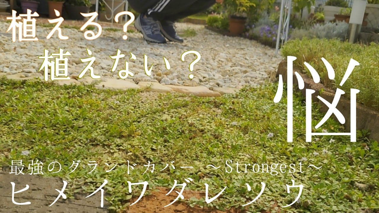 グランドカバー 爆増するヒメイワダレソウ 植える 植えない 5ヶ月間の成長に密着 レンガで簡単花壇作り Youtube グランドカバー 爆増するヒメイワダレソウ 植える 植えない 5ヶ月間の成長に密着 レンガで簡単花壇作り Youtube