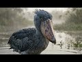The Secret Life of the Shoebill | Africa’s Most Terrifying Bird