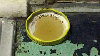 Boric Acid with Honey non toxic ant killer - taste test