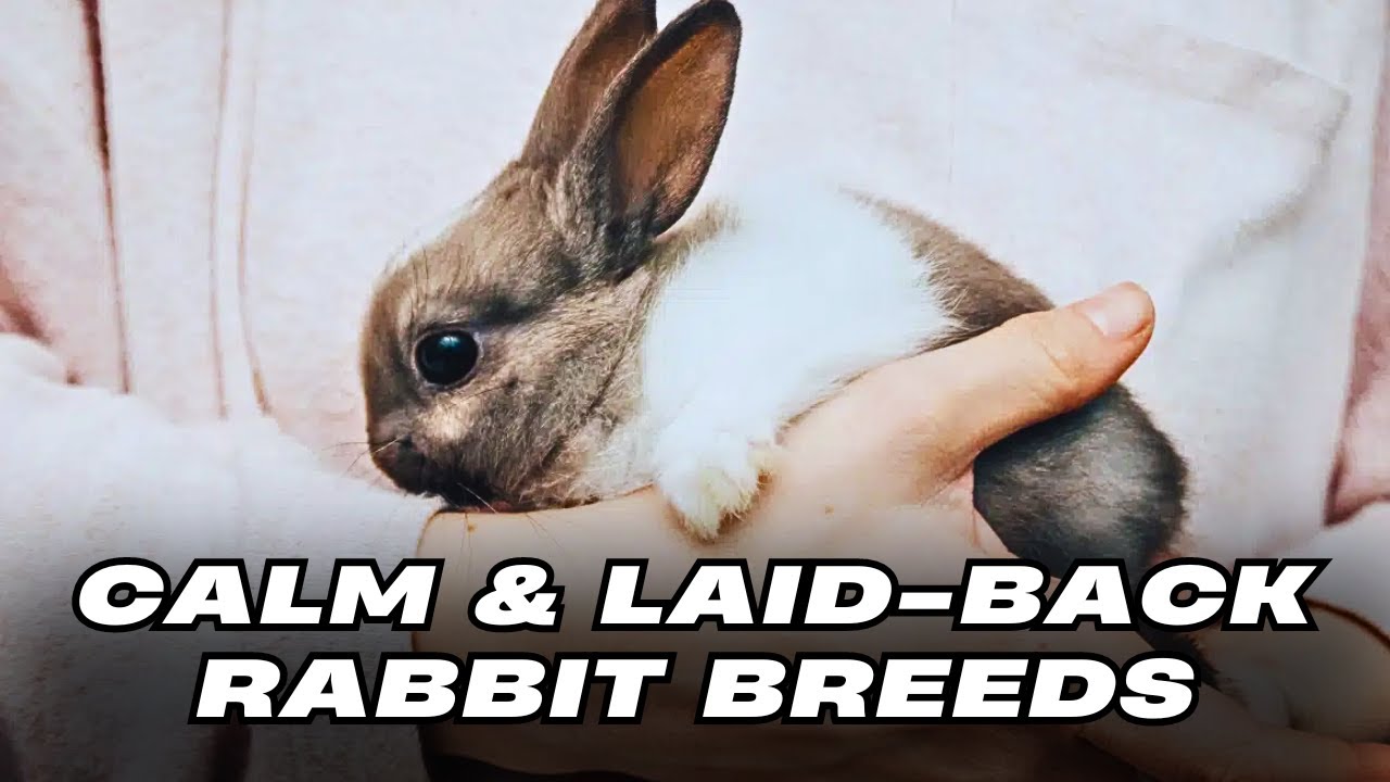 Top 10 Calm and Laid-Back Rabbit Breeds - YouTube