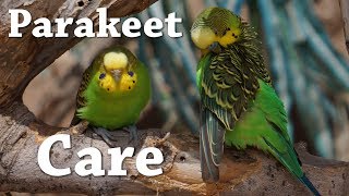 Parakeet|Budgie Care