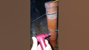 4" shell Silver Tail to Silver Palm Tree