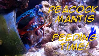 Peacock Mantis Shrimp Feeding Time! (4K)