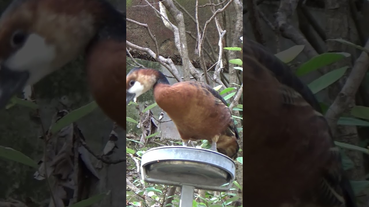 White-faced Whistling Duck I Water Fowls 