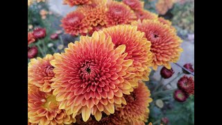 видео: Каталог 2025 г  Корейские хризантемы картинка: Каталог 2025 г  Корейские хризантемы