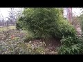 Бамбук в саду. Fyllostachys vivax (филлостахис вивакс, листоколосник). 21.11.2019