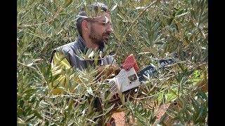 Pruning olives trees