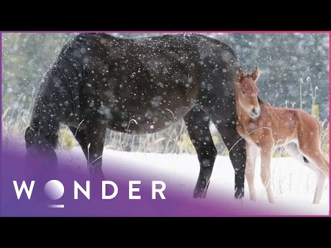 Old Mare Saves An Injured Young Horse Abandoned By His Herd | Pet Heroes S1 EP22 documentary thumbnail
