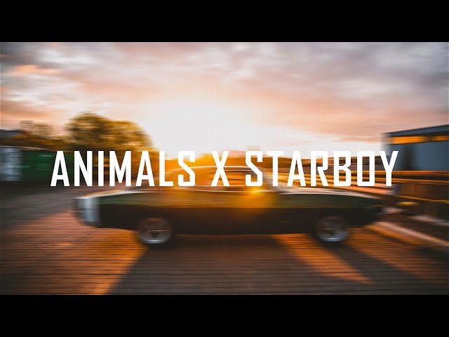 Animals x Starboy ( slowed ) (Lyrics) [Bass Boosted] class=