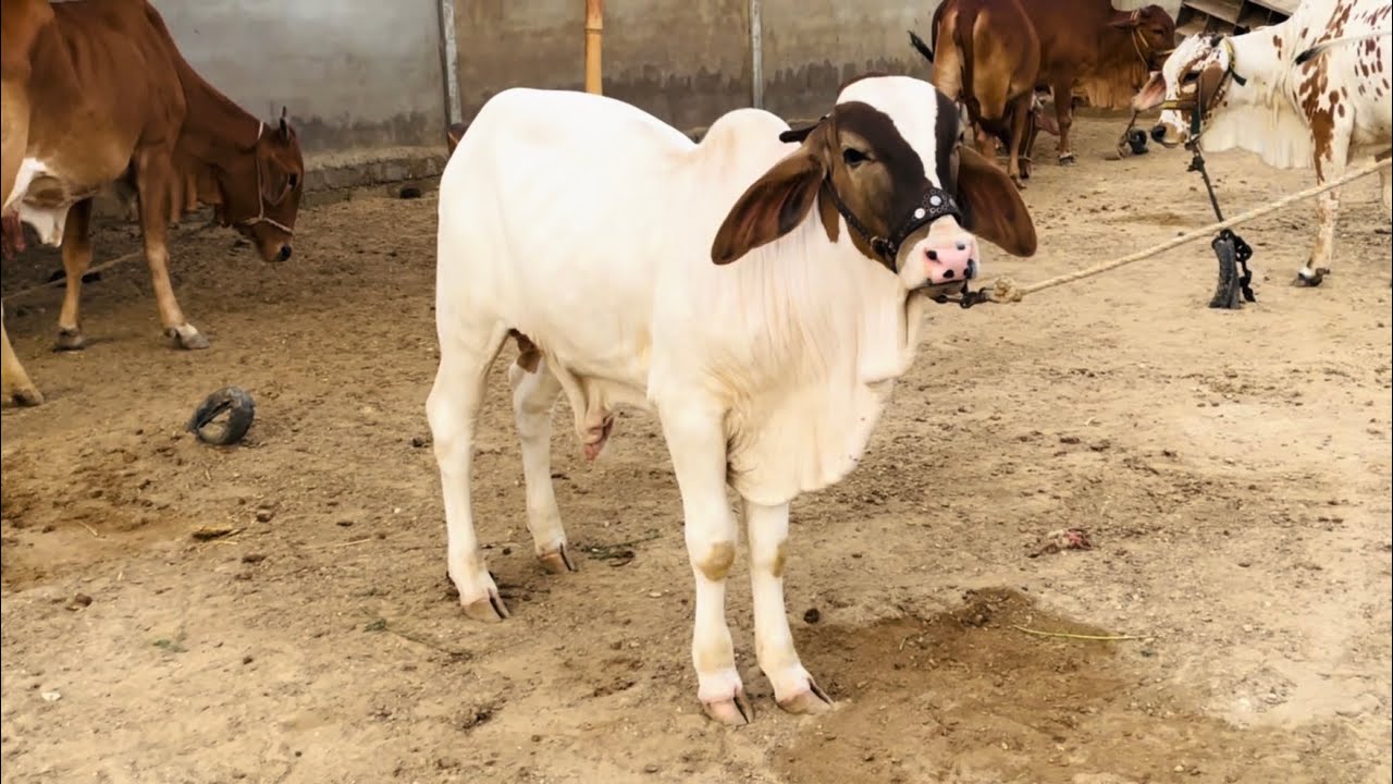 Bohot dino bad breeding setup ki update  😍3 new entries 02 sold || fammyofficial 