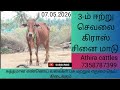 விற்பனை பதிவு 3-ம் ஈற்று செவலை கிராஸ் சினை மாடு @athiracattles4372