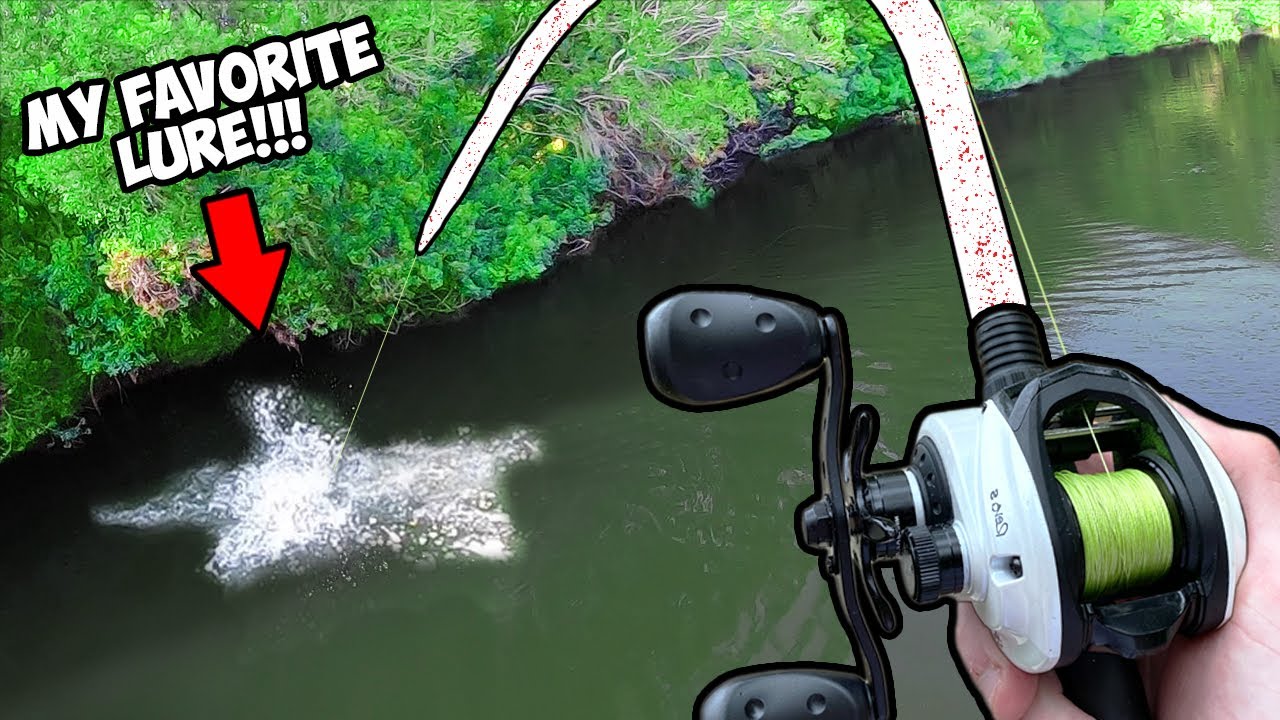 INSANE topwater bass fishing!!! (CRAZY TOPWATER ACTION)